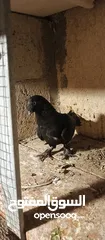  15 حمام للبيع