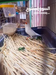  3 ثلاث جواز جانبو  جنه جوز تحتهم بيض