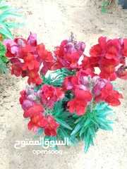 11 زهور نباتات