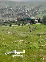  7 بيرين صروت 3400م تصلح لمزرعه مشكيه من جهتين عاليه كاشفه اجمل مواقع حوض مرج الاصفر شارع معبد خدمات