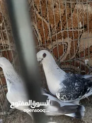  5 جوز بواز التفاصيل بالتعليقات