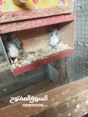  1 طيور حب لبيع مع 3افراخ