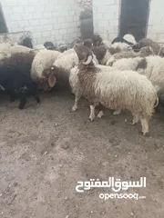  3 أضاحي الوزن الكيلو 5.50
