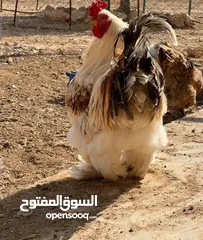  2 للبيع ديوك براهمه