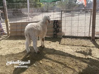  1 كبش كشميري ماشاء الله سمين  ومد وشور وع الطبيعه أفضل