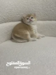 5 قطط صغيرة برتيش للبيع