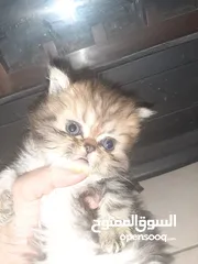  5 كيتن شهرين للبيع.