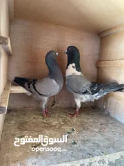  1 حمام ما شاء الله للبيع شوف الوصف