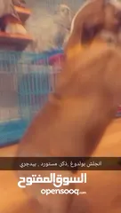  2 انجلش بولدوغ مميز بيدجر