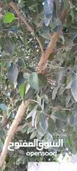  3 شجره مطاط زينا