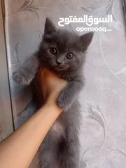  4 انثى بريتيش 50 يوم للبيع