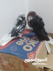  2 فراخ جاوبيني