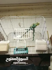  5 5جواز مع فراخ وبيض + 12مخاليف حب جوز كنار