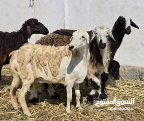  2 جعد عمانيات ما شاء الله عليهن شي عشرات وشي ذبايح سمان ع 58 اخر ف الرأس بالجمله وتنقي ع حسب الاختيار