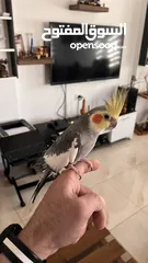  2 كوكتيل اليف للبيع