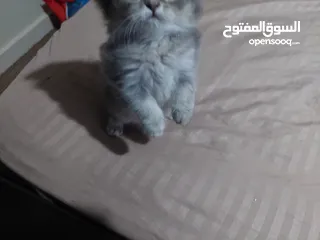  6 ققط للبيع شانشيلا مع شيرازي..جميلات الوان مختلفه ذكور واناث