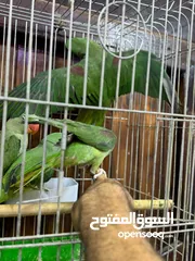  8 كاساندرا اليف زق يدوي
