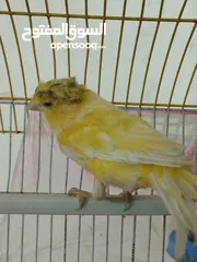  3 طيرة كنار جاهزه لبييع