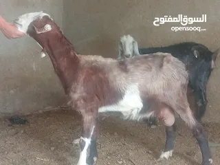  2 بسم الله الرحمن ارحيم معز فل لحم وسن صغير ضحايه