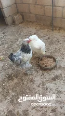  2 دجاج براهما شغلات ماشاء الله بيض يومي