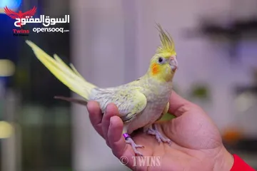  1 يتوفر لدينا مجموعه انواع طيور اليفه  دره اليف  لوري اليف  كوكتيل اليف  روز اليف  حب اليف