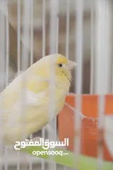  2 فحووول كنار