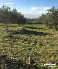  1 أرض استثماريه مميزه بجبال عجلون السياحيه