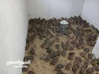 2 متوفر لدينا  فري (السمان) ذبخ +بياض