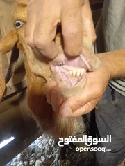  11 عنز ماشاء الله تبارك الرحمن مع سخلات عدد2