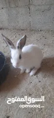 2 ارانب عدد 4 حبات  صحه ونضافه