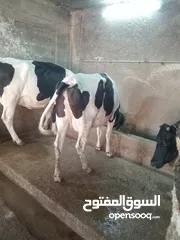  9 ابقار ضحايا للبيع