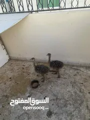  2 نعمتين للبيع في العقبه ما شاء الله صحه ونظافه عمرهم شهر ونص