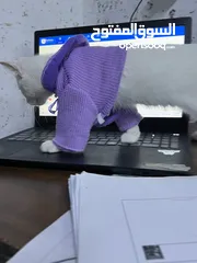  3 قطه مكس أنثى عمرها 3 اشهر ونص  للتبني