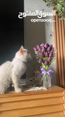  3 قط همالايا اورانج عمر 6 شهور