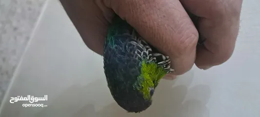  8 ببغاء جرين شيك لون مميز جدا متكلم بحكي بابا تعال حبيبي كوكو السلام عليكم