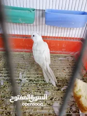  6 كوكتيل أنثى برونز فالو