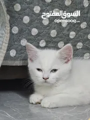  18 Adorable British Shorthair Kittens Looking for Their Forever Homes – Ready to Join Your Family