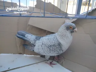  16 حمام بلدي وانواع اخره   بحاله ممتازة شغالات 14جوز وهاي بعض الصور