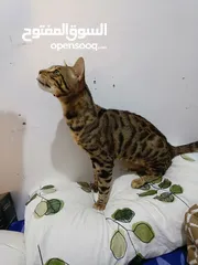  5 Bengal cat