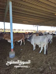  5 شركه مواشي عمان