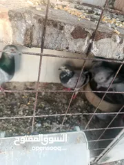  9 حمام مشكل زوجل مكتيف بلجكه جوز حمام انواع