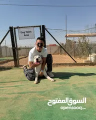  3 Dogo arganteno so danger and pretty at the same time  كلب دوجو ارجنتيتو للبيع لدواعي السفر