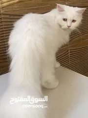  4 قطه شيرازيه بيور للبيع