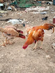  9 متاح بيض باكستاني خط اول..