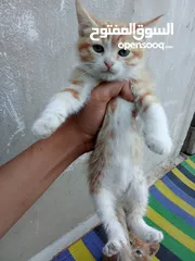  1 سلام عليكم قطط لليبع