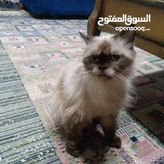 1 قطه هملايا لعوبه جدا ولطيفه جدا وهداء جدا جدا  الله يبارك ل صاحب النصيب القطه انثى من نوع هملايا