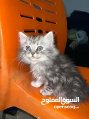  8 قطط شانشيلا عمرهم شهرين للبيع ب قطط شانشيلا عمرهم شهرين للبيع ب 25 الواحده 25 الواحده