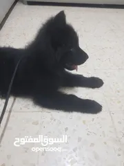  4 جيرمن شيبرد بلاك ذكر