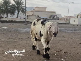  4 فحل حاررر ماشاءالله