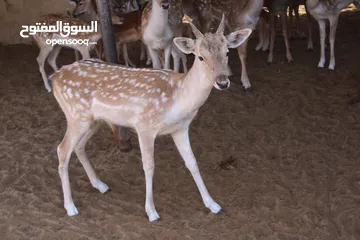  14 غزلان دوماني و فلودير و ريم بلاك بوك